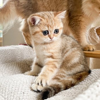 chaton British Shorthair black golden blotched tabby Ren Chatterie Nekobaa