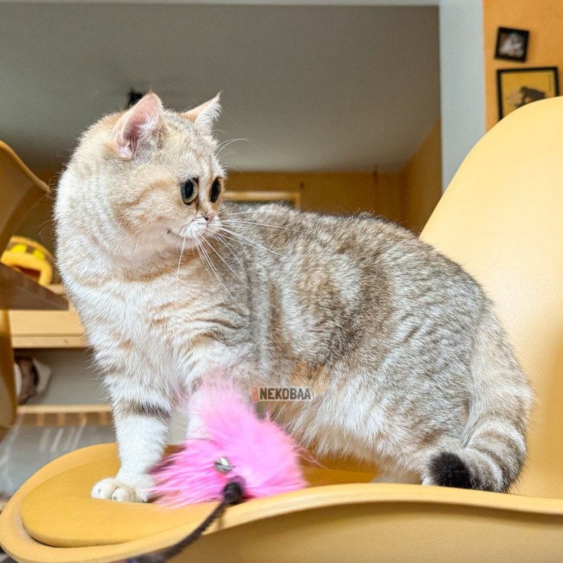 Ren Femelle British Shorthair