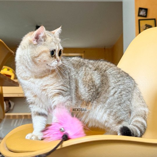 Ren Femelle British Shorthair
