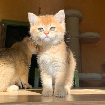 chaton British Shorthair brown (black golden) ticked tabby Rikku Chatterie Nekobaa