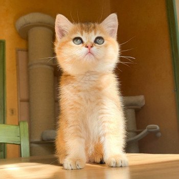 chaton British Shorthair brown (black golden) ticked tabby Rikku Chatterie Nekobaa