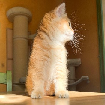 chaton British Shorthair brown (black golden) ticked tabby Rikku Chatterie Nekobaa