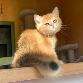 chaton British Shorthair brown (black golden) ticked tabby Rikku Chatterie Nekobaa chaton British Shorthair brown (black golden) ticked tabby Rikku Chatterie Nekobaa