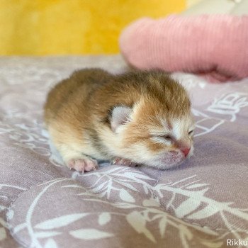 chaton British Shorthair golden Rikku Chatterie Nekobaa