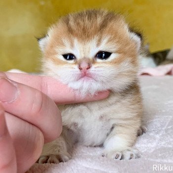 chaton British Shorthair golden Rikku Chatterie Nekobaa chaton British Shorthair golden Rikku Chatterie Nekobaa