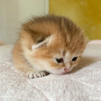 chaton British Shorthair golden Rikku Chatterie Nekobaa chaton British Shorthair golden Rikku Chatterie Nekobaa