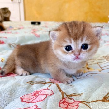 chaton British Shorthair golden Rikku Chatterie Nekobaa