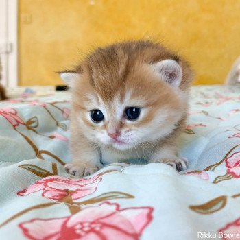 chaton British Shorthair golden Rikku Chatterie Nekobaa chaton British Shorthair golden Rikku Chatterie Nekobaa