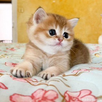 chaton British Shorthair brown (black golden) ticked tabby Rikku Chatterie Nekobaa chaton British Shorthair brown (black golden) ticked tabby Rikku Chatterie Nekobaa
