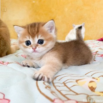 chaton British Shorthair brown (black golden) ticked tabby Rikku Chatterie Nekobaa