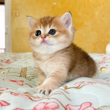 chaton British Shorthair brown (black golden) ticked tabby Rikku Chatterie Nekobaa chaton British Shorthair brown (black golden) ticked tabby Rikku Chatterie Nekobaa