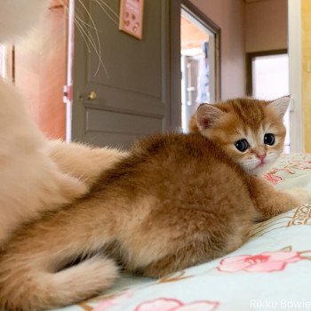 chaton British Shorthair brown (black golden) ticked tabby Rikku Chatterie Nekobaa chaton British Shorthair brown (black golden) ticked tabby Rikku Chatterie Nekobaa