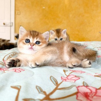 chaton British Shorthair brown (black golden) ticked tabby Rikku Chatterie Nekobaa chaton British Shorthair brown (black golden) ticked tabby Rikku Chatterie Nekobaa