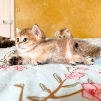 chaton British Shorthair brown (black golden) ticked tabby Rikku Chatterie Nekobaa