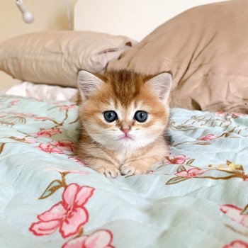chaton British Shorthair brown (black golden) ticked tabby Rikku Chatterie Nekobaa chaton British Shorthair brown (black golden) ticked tabby Rikku Chatterie Nekobaa