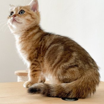 chaton British Shorthair black golden blotched tabby Rina Chatterie Nekobaa