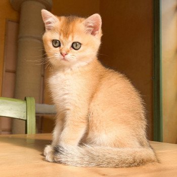 chaton British Shorthair golden ticked tabby Ritsuko Chatterie Nekobaa