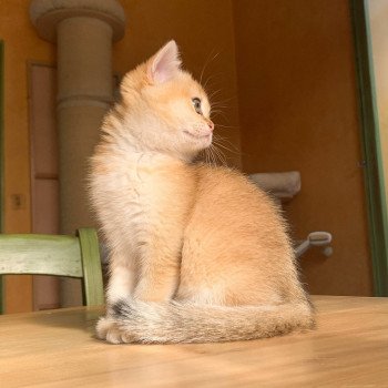 chaton British Shorthair golden ticked tabby Ritsuko Chatterie Nekobaa