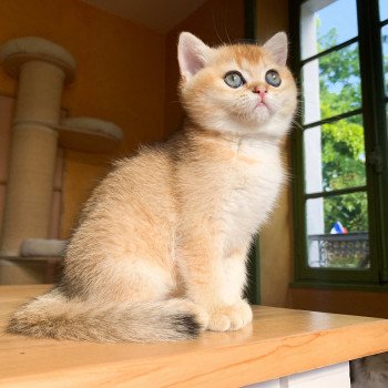 chaton British Shorthair golden ticked tabby Ritsuko Chatterie Nekobaa