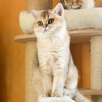 chat British Shorthair golden ticked tabby Ritsuko Chatterie Nekobaa