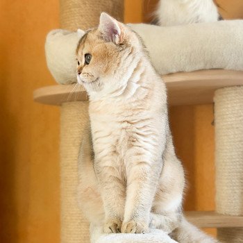 chat British Shorthair golden ticked tabby Ritsuko Chatterie Nekobaa