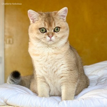 chat British Shorthair golden ticked tabby Ritsuko Chatterie Nekobaa