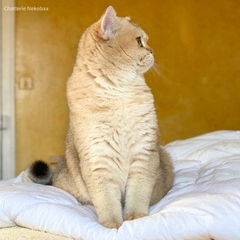 chat British Shorthair golden ticked tabby Ritsuko Chatterie Nekobaa