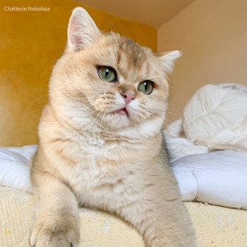 chat British Shorthair golden ticked tabby Ritsuko Chatterie Nekobaa