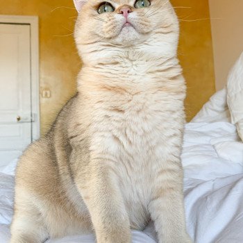 chat British Shorthair golden ticked tabby Ritsuko Chatterie Nekobaa