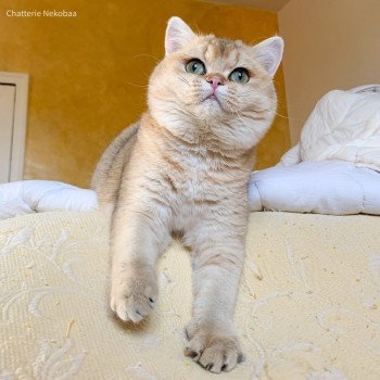 Ritsuko Femelle British Shorthair