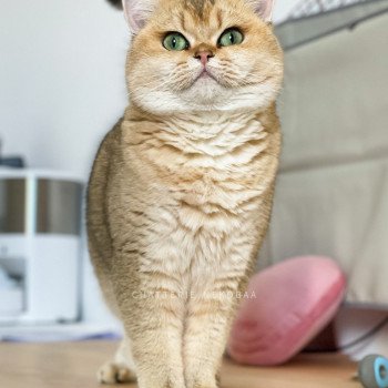 chat British Shorthair golden ticked tabby Ritsuko Chatterie Nekobaa