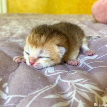 chaton British Shorthair golden Ritsuko Chatterie Nekobaa