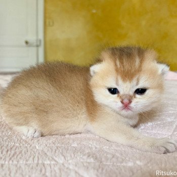 chaton British Shorthair golden ticked tabby Ritsuko Chatterie Nekobaa