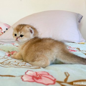 chaton British Shorthair golden ticked tabby Ritsuko Chatterie Nekobaa