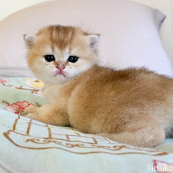 chaton British Shorthair golden ticked tabby Ritsuko Chatterie Nekobaa