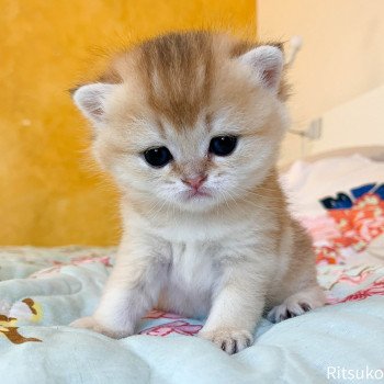 chaton British Shorthair golden ticked tabby Ritsuko Chatterie Nekobaa