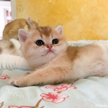 chaton British Shorthair golden ticked tabby Ritsuko Chatterie Nekobaa