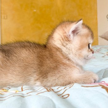 chaton British Shorthair golden ticked tabby Ritsuko Chatterie Nekobaa