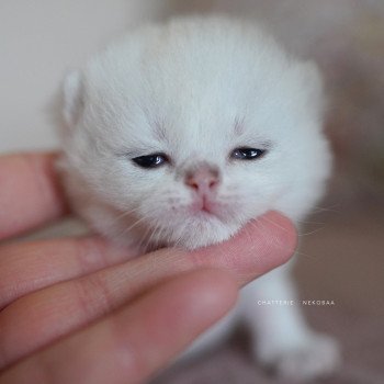 chaton British Shorthair black silver shaded Rokuta Chatterie Nekobaa