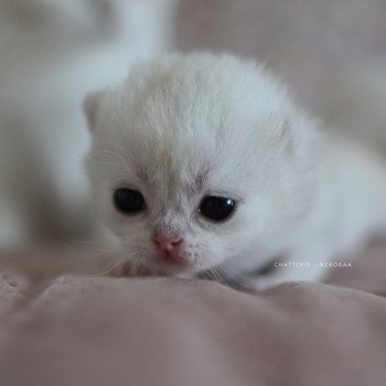 chaton British Shorthair black silver shaded Rokuta Chatterie Nekobaa
