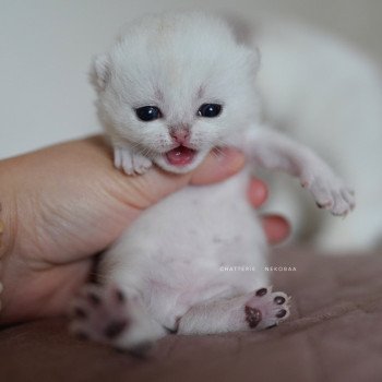 chaton British Shorthair black silver shaded Rokuta Chatterie Nekobaa