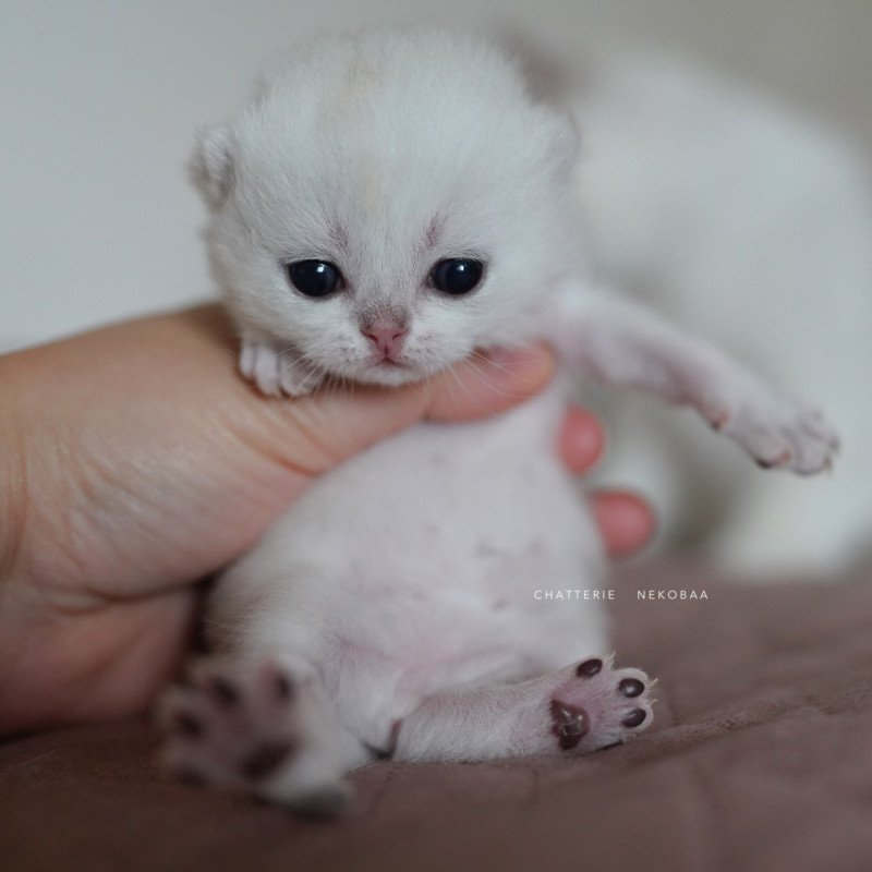 Rokuta Mâle British Shorthair