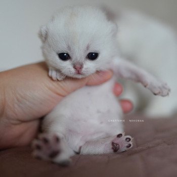 chaton British Shorthair black silver shaded Rokuta Chatterie Nekobaa