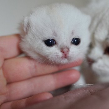 chaton British Shorthair black silver shaded Rokuta Chatterie Nekobaa