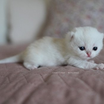 chaton British Shorthair black silver shaded Rokuta Chatterie Nekobaa