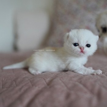 chaton British Shorthair black silver shaded Rokuta Chatterie Nekobaa