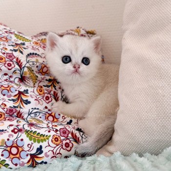 chaton British Shorthair black silver shell Rokuta Chatterie Nekobaa chaton British Shorthair black silver shell Rokuta Chatterie Nekobaa