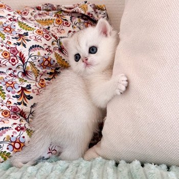chaton British Shorthair black silver shell Rokuta Chatterie Nekobaa chaton British Shorthair black silver shell Rokuta Chatterie Nekobaa