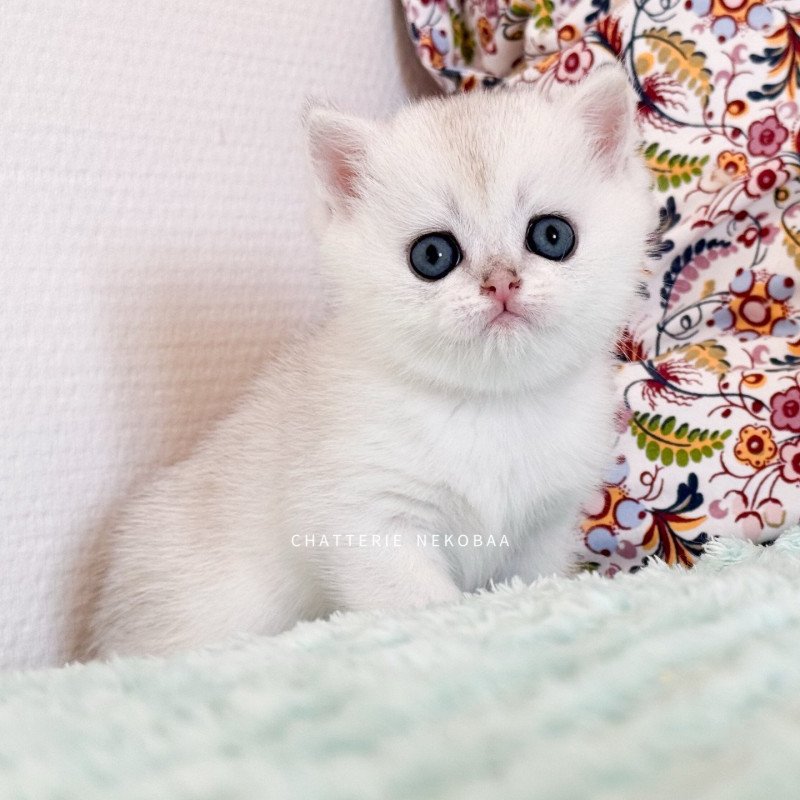 Rokuta Mâle British Shorthair