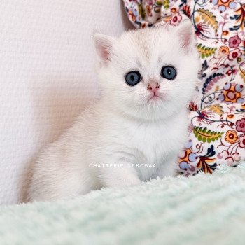 chaton British Shorthair black silver shell Rokuta Chatterie Nekobaa chaton British Shorthair black silver shell Rokuta Chatterie Nekobaa